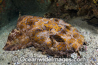 Banded Wobbegong Shark Photo - Gary Bell