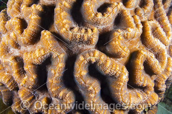 Brain Coral Christmas Island photo Brain Coral Christmas Island photo