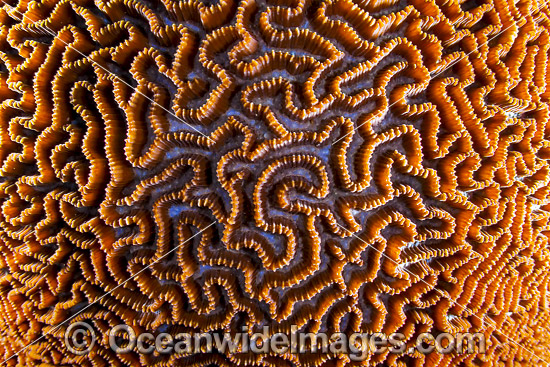 Brain Coral Christmas Island photo
