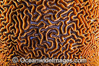 Brain Coral Christmas Island Photo - Gary Bell
