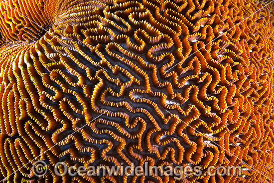 Brain Coral Christmas Island photo Brain Coral Christmas Island photo