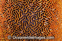 Brain Coral Christmas Island Photo - Gary Bell