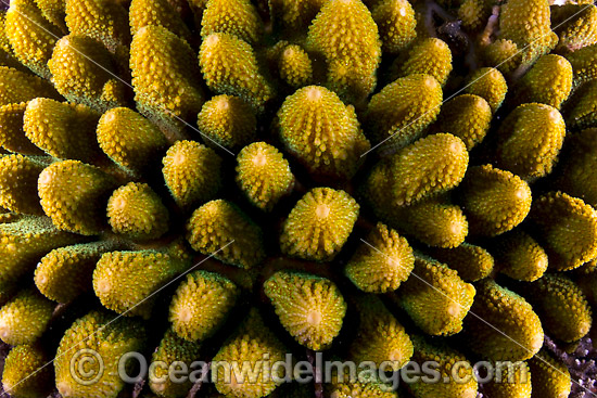 Hard Coral Christmas Island photo Hard Coral Christmas Island photo