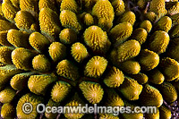 Hard Coral Christmas Island Photo - Gary Bell