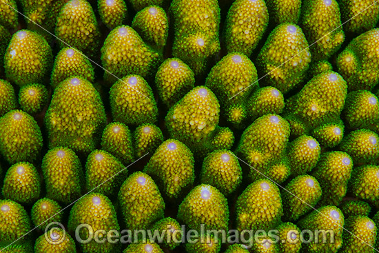 Hard Coral Christmas Island photo