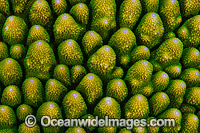 Hard Coral Christmas Island Photo - Gary Bell