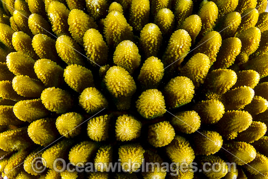 Hard Coral Christmas Island photo Hard Coral Christmas Island photo