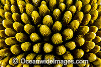 Hard Coral Christmas Island Photo - Gary Bell