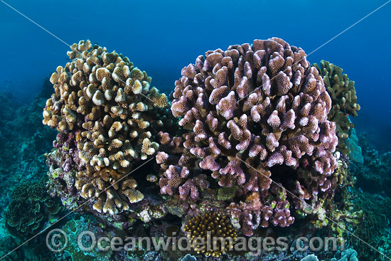Hard Coral Christmas Island photo Hard Coral Christmas Island photo