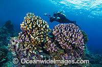Underwater Photographer diving Christmas Island Photo - Gary Bell