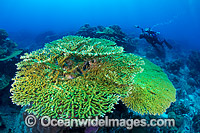 Coral Reef Christmas Island Photo - Gary Bell