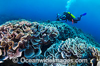 Christmas Island Coral Reef Photo - Gary Bell