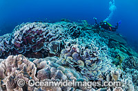 Coral Reef Christmas Island Photo - Gary Bell