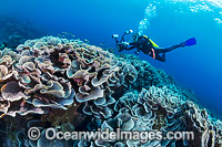 Christmas Island Coral Reef Photo - Gary Bell