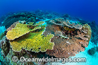 Christmas Island Coral Reef Photo - Gary Bell