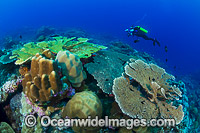 Coral Reef Christmas Island Photo - Gary Bell