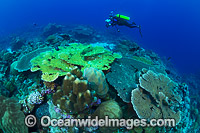 Christmas Island Coral Reef Photo - Gary Bell