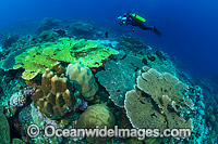 Underwater Photographer Christmas Island Photo - Gary Bell