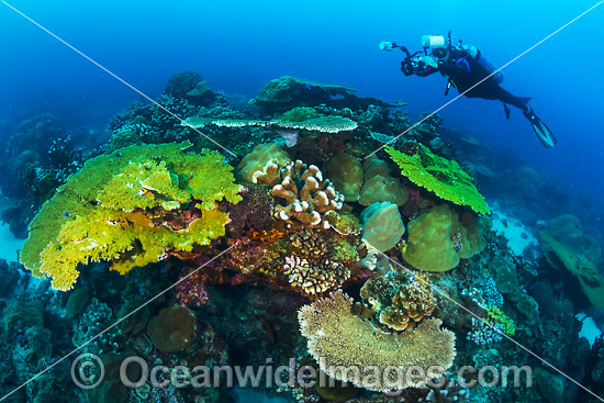 Coral Reef Christmas Island photo Coral Reef Christmas Island photo