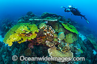Coral Reef Christmas Island Photo - Gary Bell
