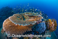 Christmas Island Coral Reef Photo - Gary Bell