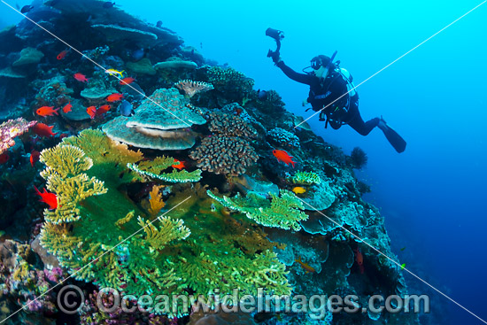 Coral Reef Christmas Island photo Coral Reef Christmas Island photo