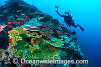 Coral Reef Christmas Island Photo - Gary Bell
