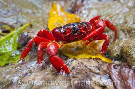 Christmas Island Red Crab photo Christmas Island Red Crab photo