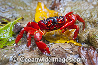 Christmas Island Red Crab Photo - Gary Bell