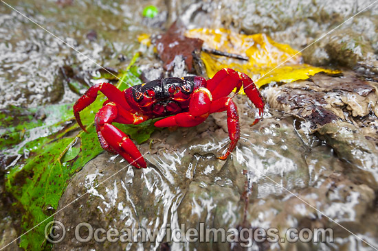 Christmas Island Red Crab Gecarcoidea natalis photo Christmas Island Red Crab Gecarcoidea natalis photo