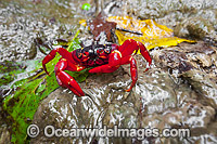 Christmas Island Red Crab Gecarcoidea natalis Photo - Gary Bell