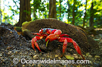 Christmas Island Red Crab Gecarcoidea natalis Photo - Gary Bell