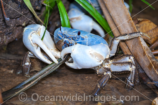 Blue Crab Christmas Island photo Blue Crab Christmas Island photo