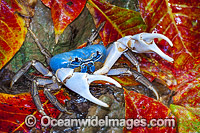 Blue Crab Discoplax hirtipes Photo - Gary Bell