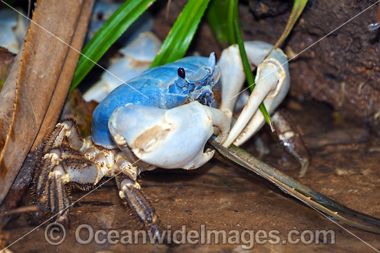 Blue Crab Christmas Island photo Blue Crab Christmas Island photo