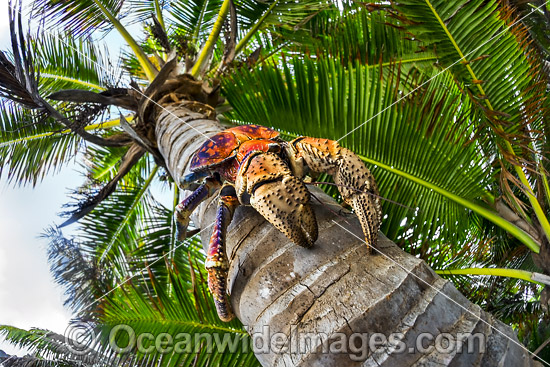 Coconut Crab Birgus latro photo Coconut Crab Birgus latro photo