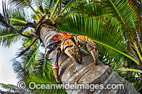 Coconut Crab Birgus latro Photo - Gary Bell