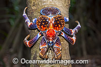 Coconut Crab Christmas Island Photo - Gary Bell