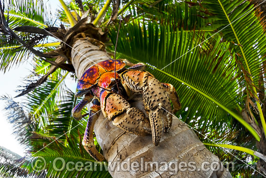 Robber Crab or Coconut Crab photo Robber Crab or Coconut Crab photo