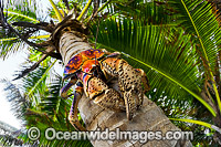 Robber Crab or Coconut Crab Photo - Gary Bell