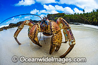 Coconut Crab Christmas Island Photo - Gary Bell