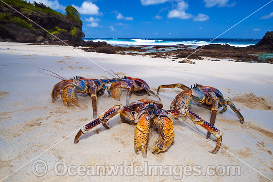 Coconut Crab Birgus latro photo Coconut Crab Birgus latro photo