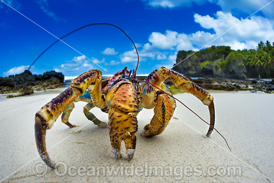 Robber Crab or Coconut Crab photo Robber Crab or Coconut Crab photo
