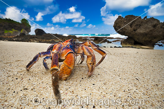 Coconut Crab Christmas Island photo Coconut Crab Christmas Island photo