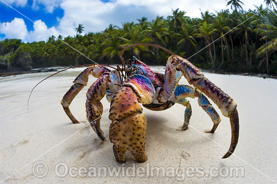 Robber Crab or Coconut Crab photo Robber Crab or Coconut Crab photo
