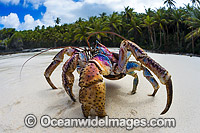 Robber Crab or Coconut Crab Photo - Gary Bell