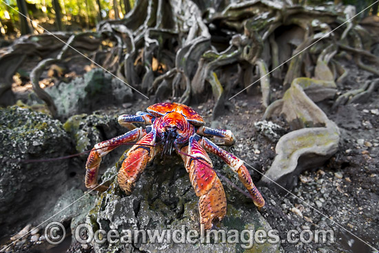 Coconut Crab Christmas Island photo Coconut Crab Christmas Island photo