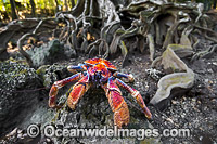 Coconut Crab Christmas Island Photo - Gary Bell