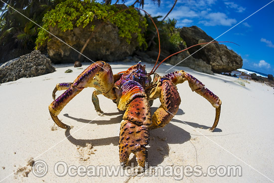 Coconut Crab Birgus latro photo Coconut Crab Birgus latro photo