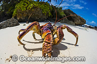 Coconut Crab Birgus latro Photo - Gary Bell